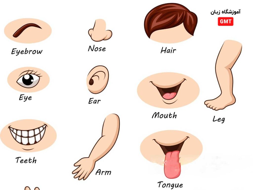 لیست کامل اسامی اعضای بدن به زبان انگلیسی
