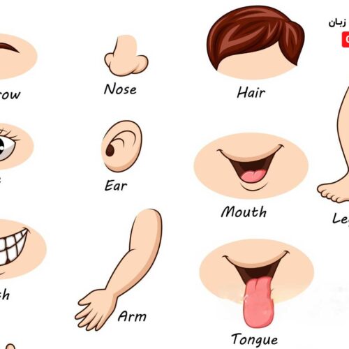 لیست کامل اسامی اعضای بدن به زبان انگلیسی
