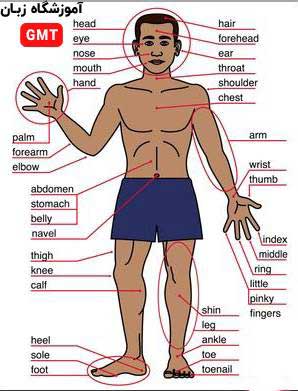 لیست اعضای بدن به انگلیسی