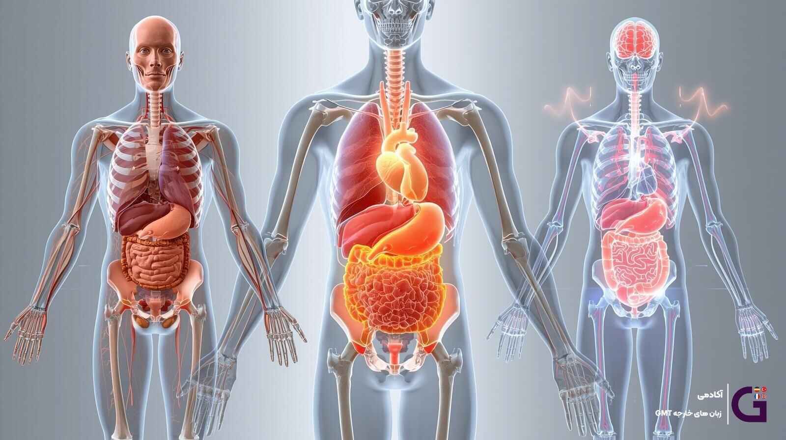 اعضای بدن به انگلیسی